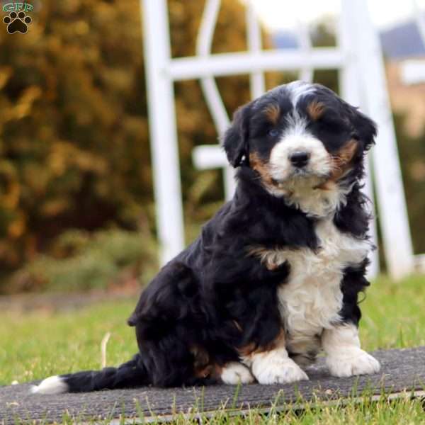 Benji, Mini Aussiedoodle Puppy