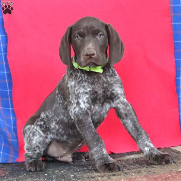 Benji, German Shorthaired Pointer Puppy