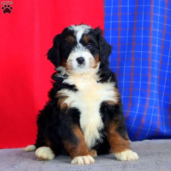 Benji, Bernedoodle Puppy