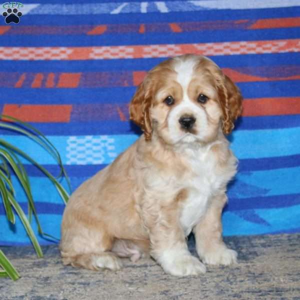 Benji, Cocker Spaniel Puppy