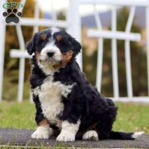 Benji, Mini Aussiedoodle Puppy