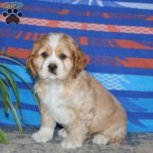 Benji, Cocker Spaniel Puppy