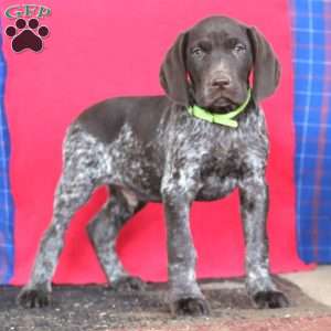 Benji, German Shorthaired Pointer Puppy