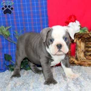 Benji, Olde English Bulldogge Puppy