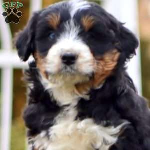 Benji, Mini Aussiedoodle Puppy