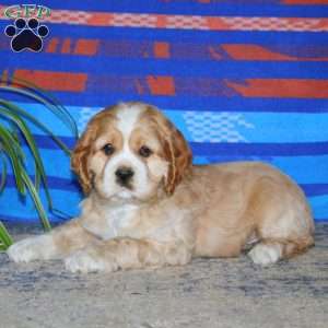Benji, Cocker Spaniel Puppy
