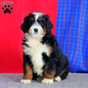 Benji, Bernedoodle Puppy
