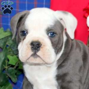 Benji, Olde English Bulldogge Puppy