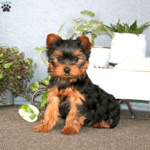 Benny, Yorkie Puppy