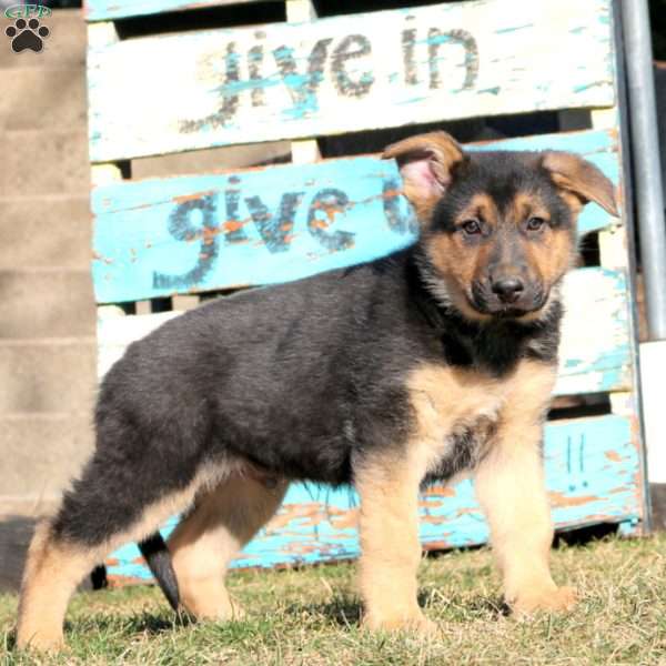 Benny, German Shepherd Puppy