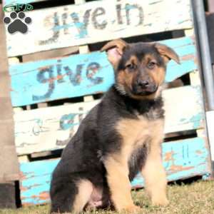 Benny, German Shepherd Puppy