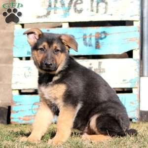 Benny, German Shepherd Puppy