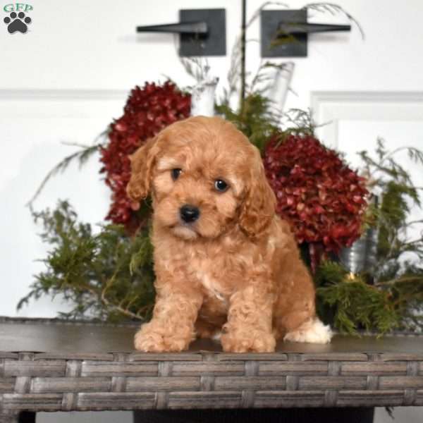 Bentley, Cavapoo Puppy