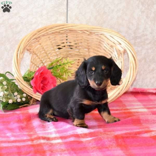 Bentley-Mini, Dachshund Puppy