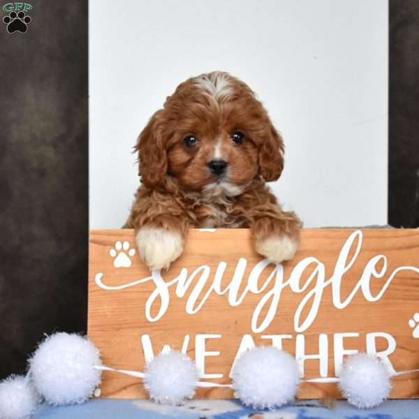 Bentley, Cavapoo Puppy
