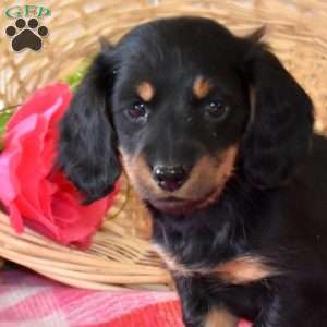 Bentley-Mini, Dachshund Puppy
