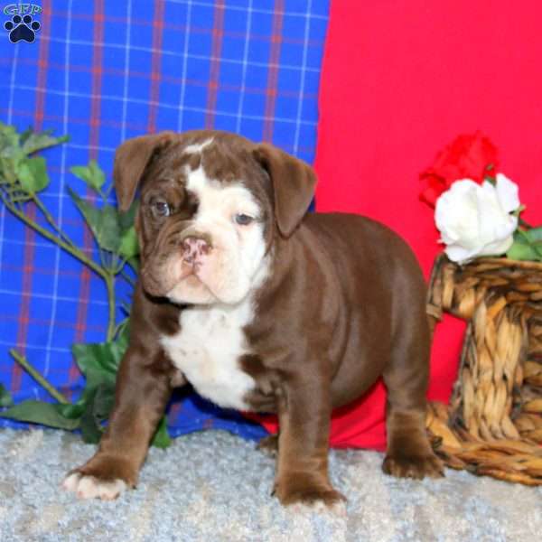 Bentley, Olde English Bulldogge Puppy
