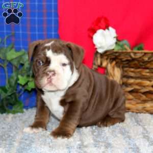 Bentley, Olde English Bulldogge Puppy