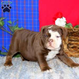 Bentley, Olde English Bulldogge Puppy