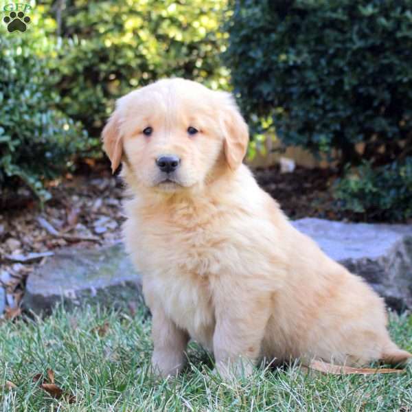 Billy, Golden Retriever Puppy