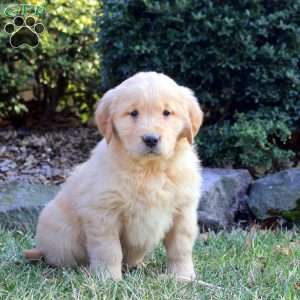 Bernie, Golden Retriever Puppy