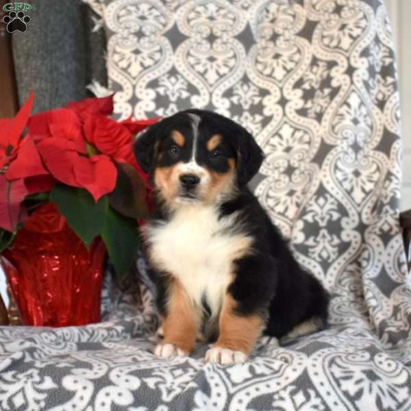 Berry, Bernedoodle Puppy