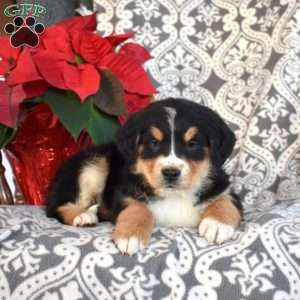 Berry, Bernedoodle Puppy