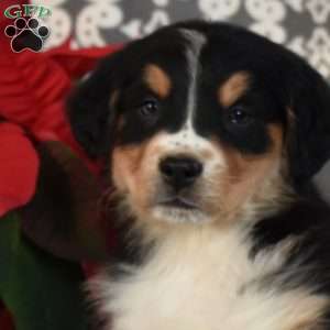 Berry, Bernedoodle Puppy