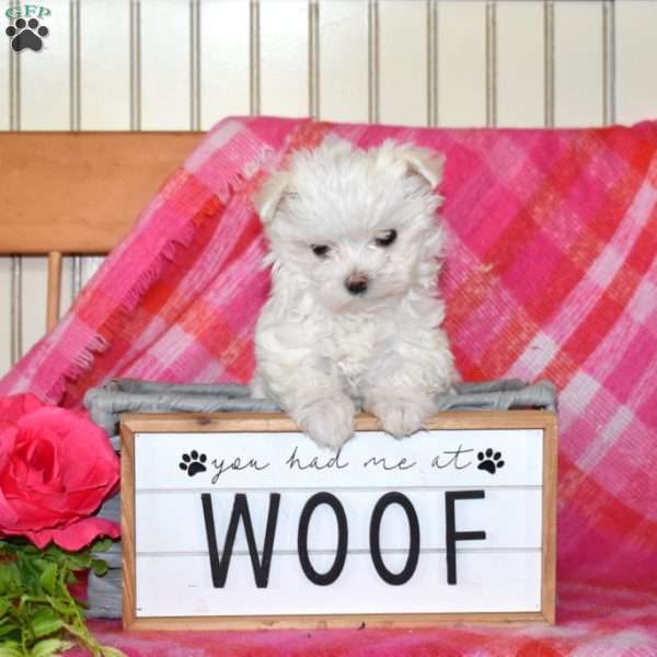 Betsy, Maltese Puppy