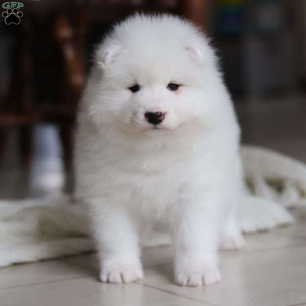 Beth, Samoyed Puppy
