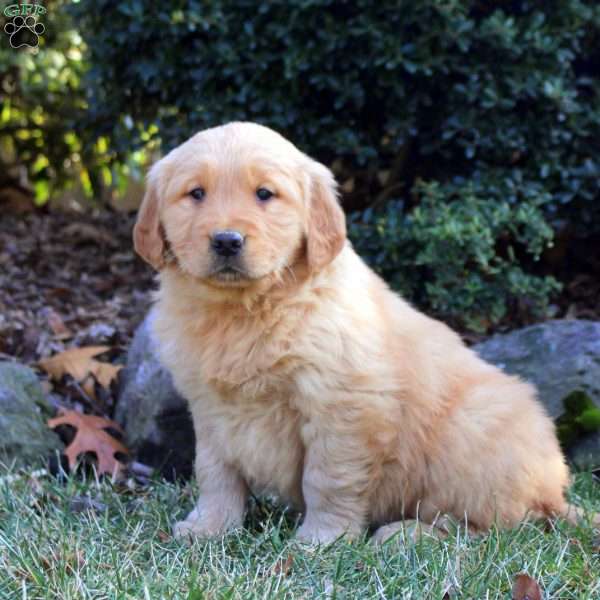 Beth, Golden Retriever Puppy