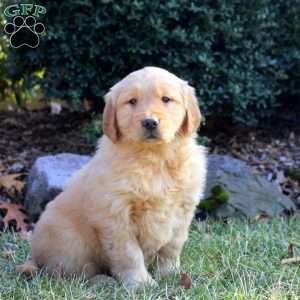 Beth, Golden Retriever Puppy