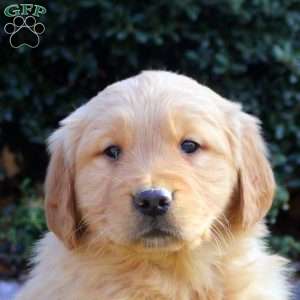 Beth, Golden Retriever Puppy