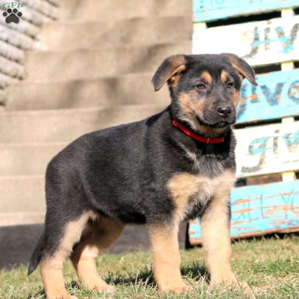 Bethany, German Shepherd Puppy