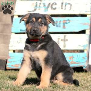 Bethany, German Shepherd Puppy