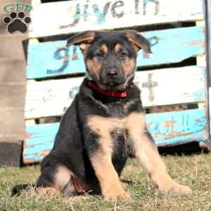 Bethany, German Shepherd Puppy