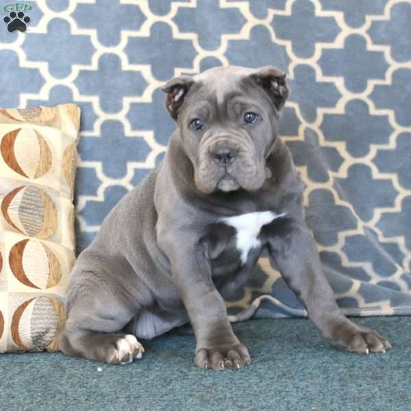 Betsy, Cane Corso Puppy