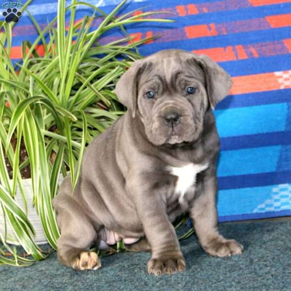Betsy, Cane Corso Puppy
