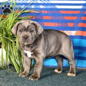 Betsy, Cane Corso Puppy