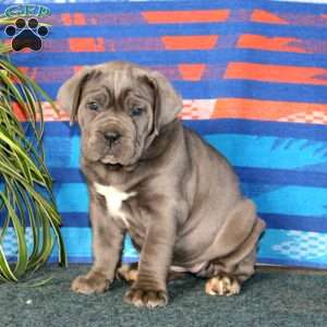 Betsy, Cane Corso Puppy