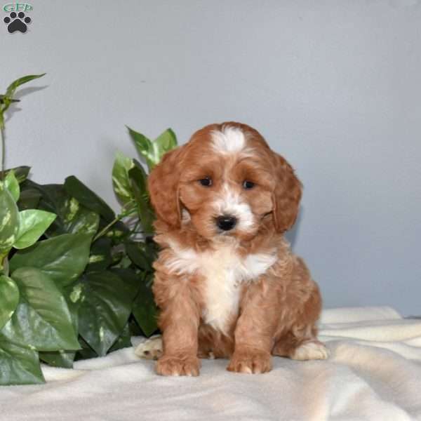 Betty, Mini Goldendoodle Puppy