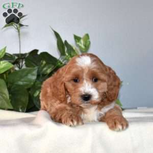 Betty, Mini Goldendoodle Puppy