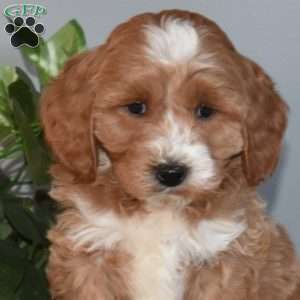 Betty, Mini Goldendoodle Puppy