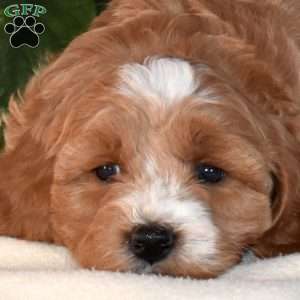 Betty, Mini Goldendoodle Puppy