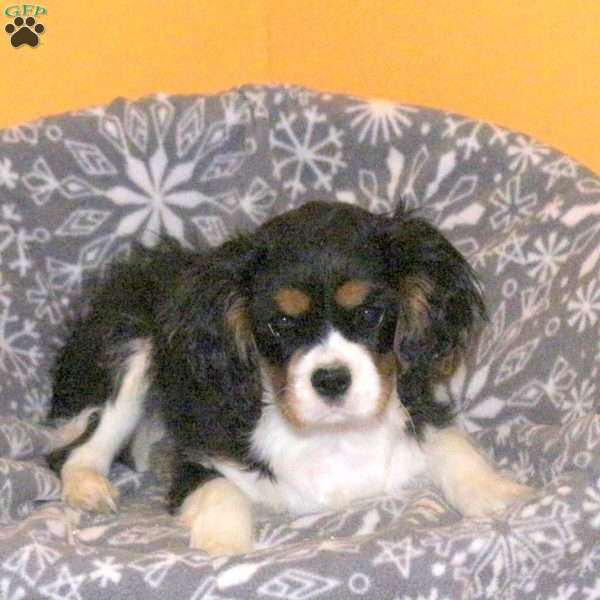 Betz, Cavalier King Charles Spaniel Puppy