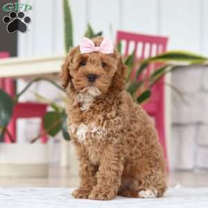Beverly, Cockapoo Puppy