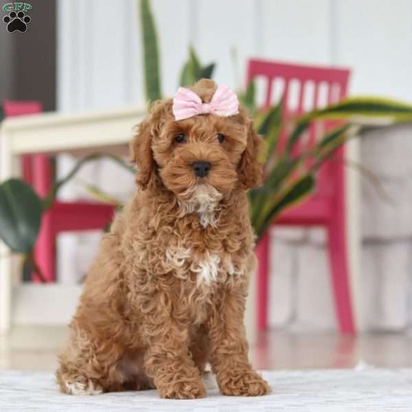 Beverly, Cockapoo Puppy