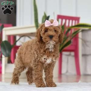 Beverly, Cockapoo Puppy
