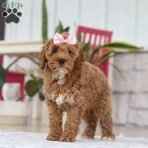 Beverly, Cockapoo Puppy