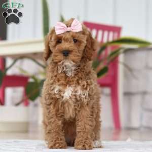 Beverly, Cockapoo Puppy